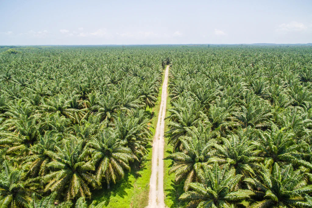 Why We Don’t Use Palm Oil at Protella
